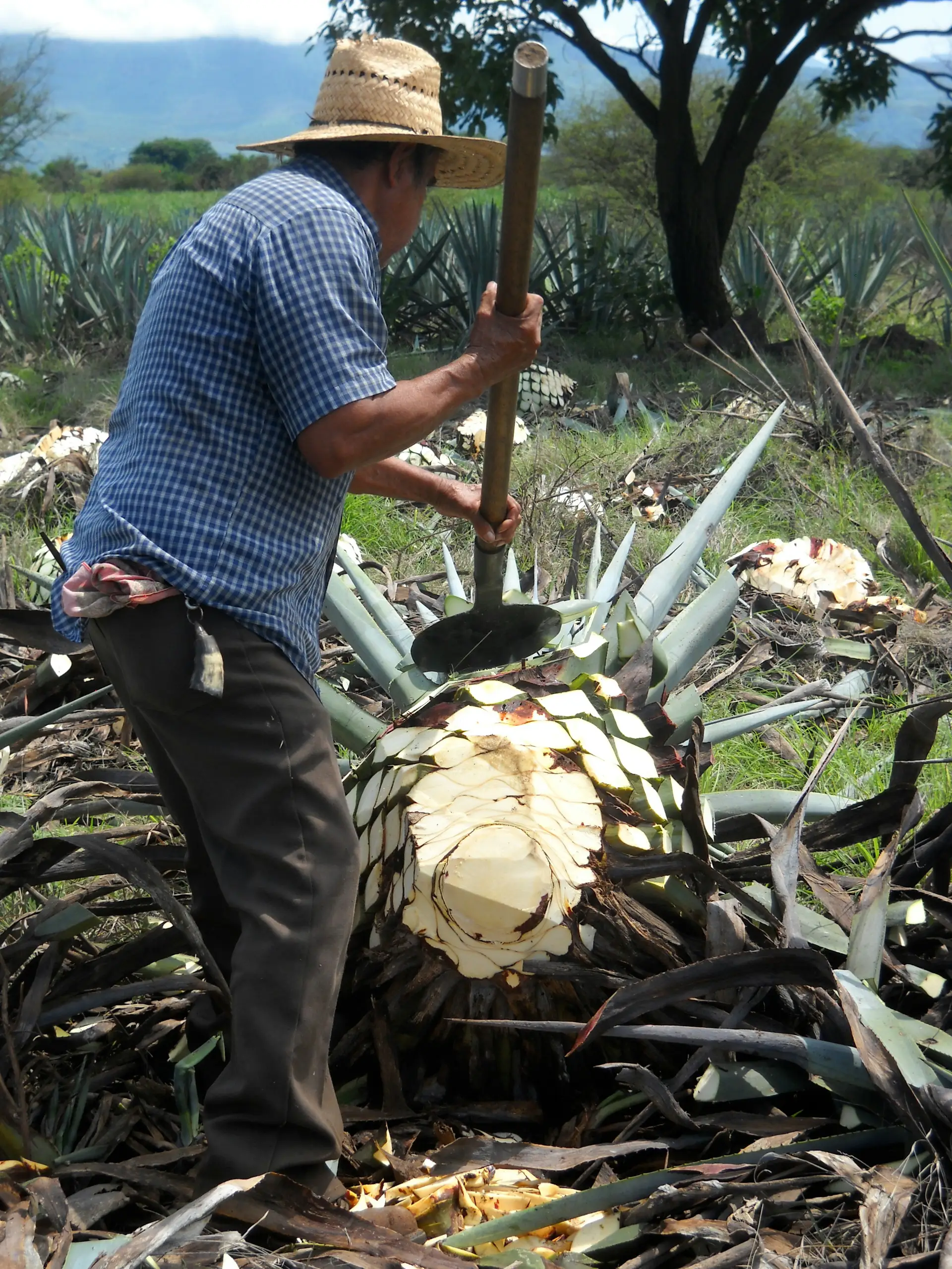 A farmer shucking a large agave, preparing it for making Tequila